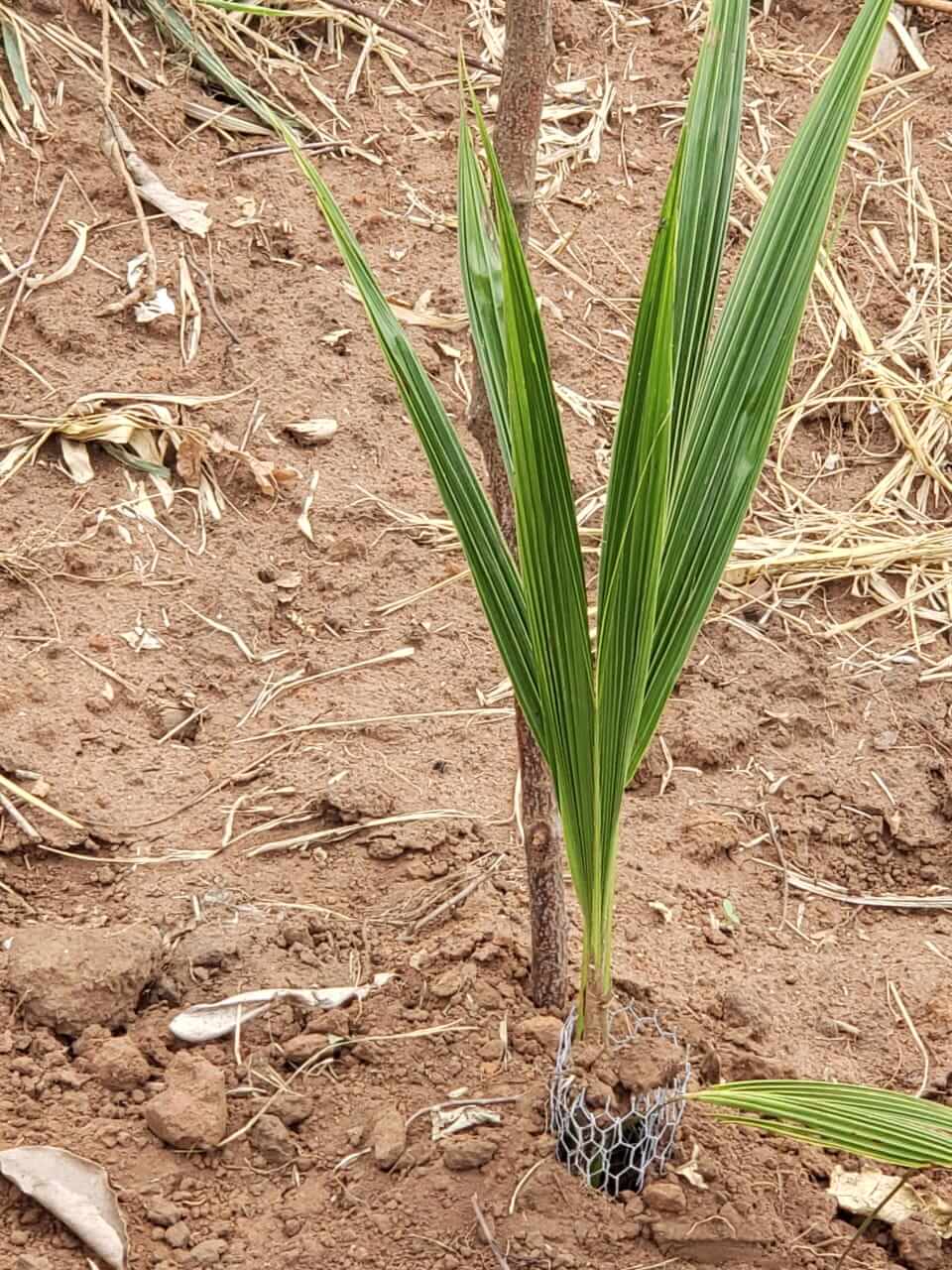 AfroGreen Coconut Plantation Ghana