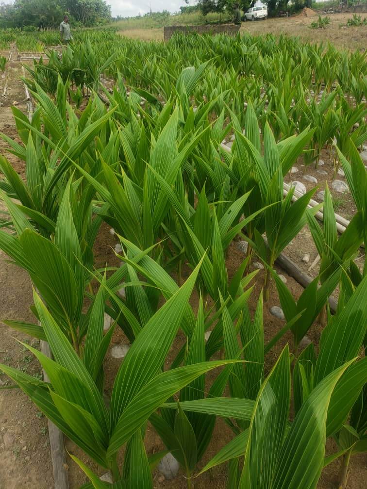 AfroGreen Coconut Plantation Ghana