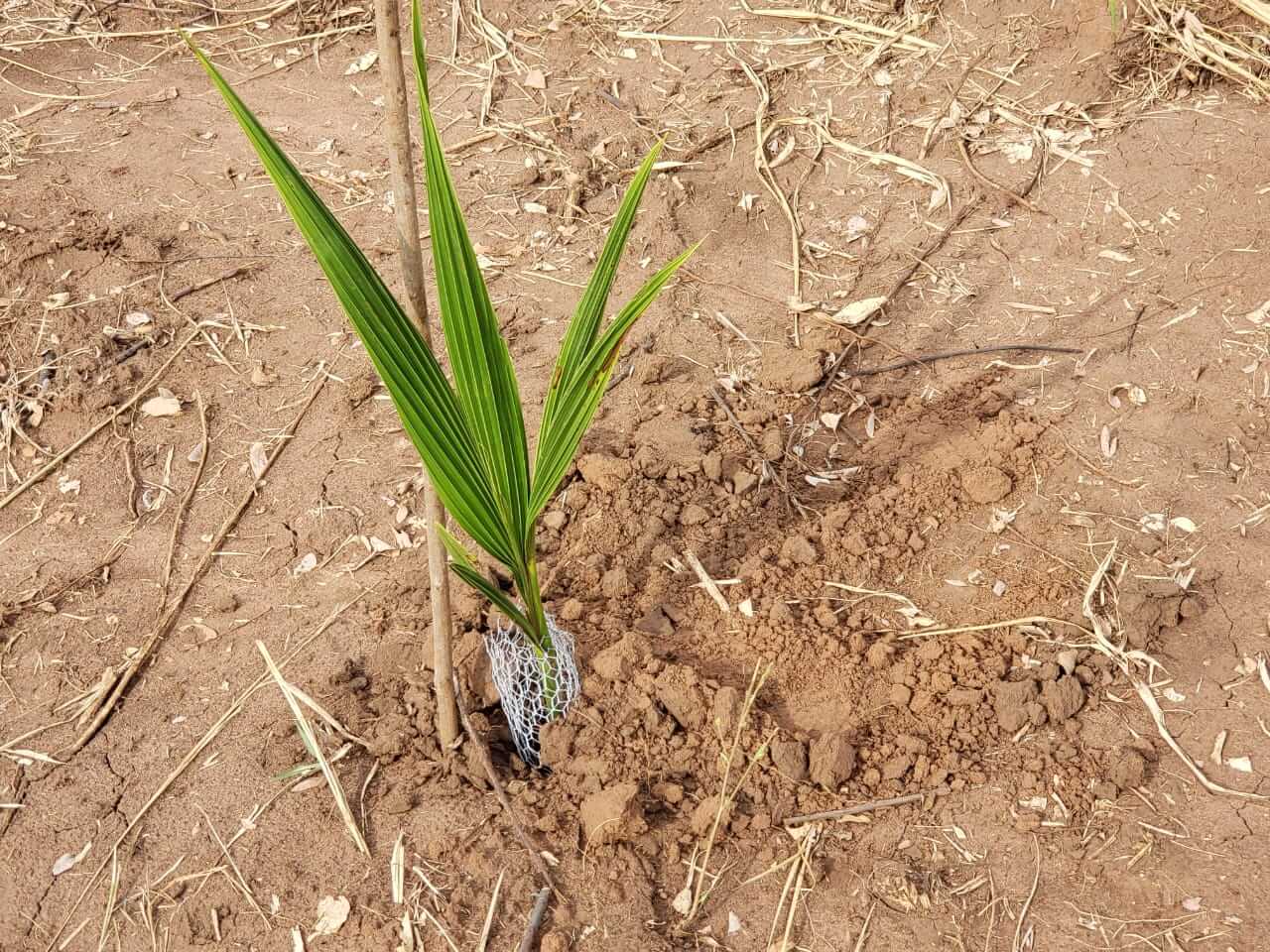 AfroGreen Coconut Plantation Ghana