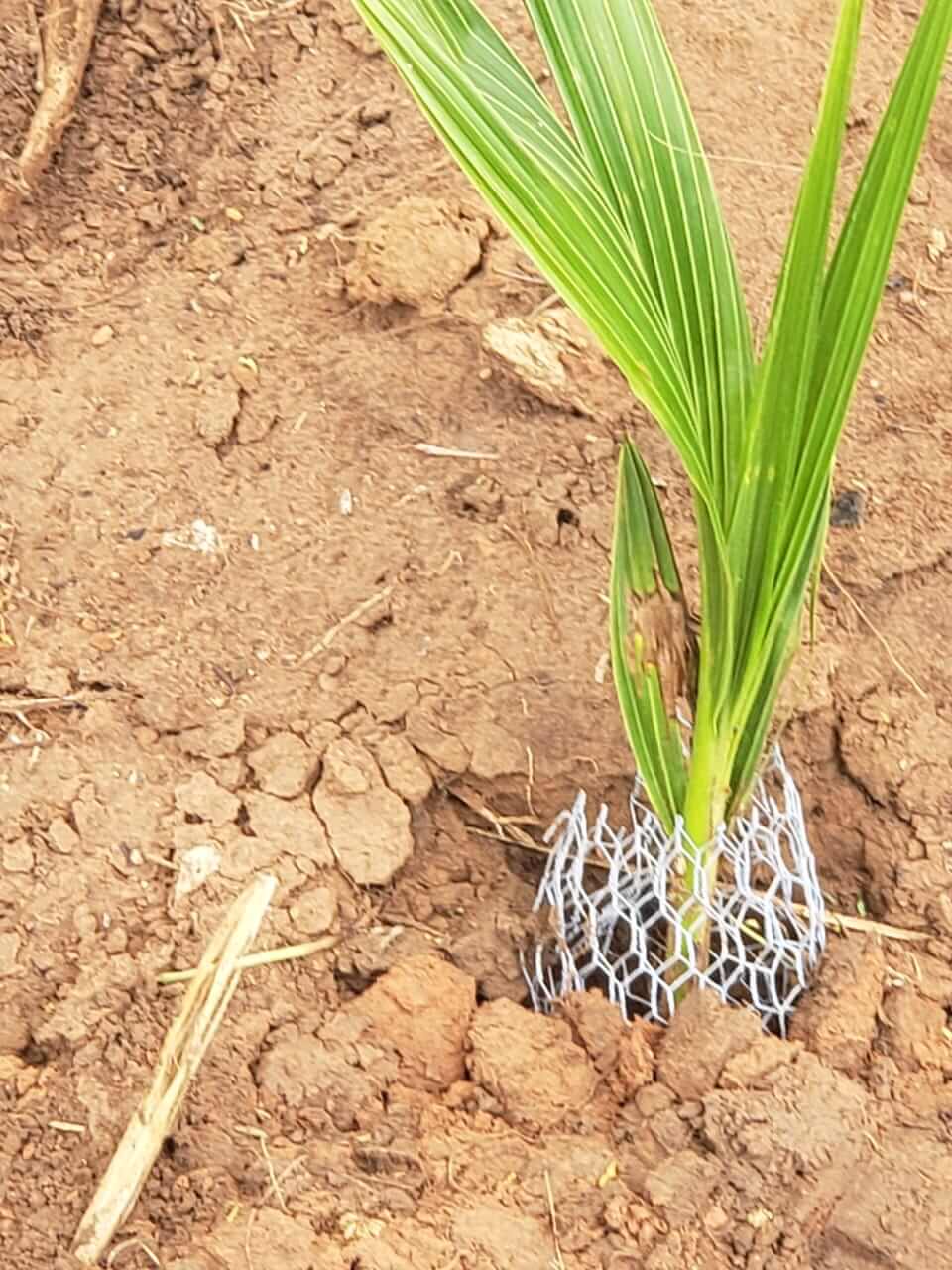 AfroGreen Coconut Plantation Ghana